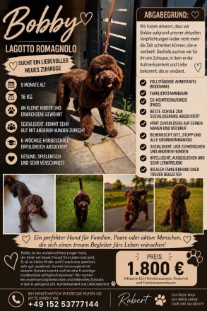Lagotto Romagnolo Rüde Bobby – familienfreundlich, sozialisiert, mit EU-Heimtierausweis