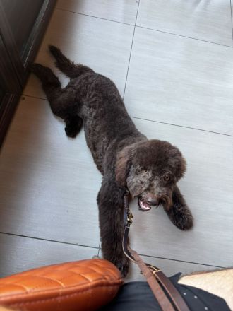 Lagotto Romagnolo Rüde Bobby – familienfreundlich, sozialisiert, mit EU-Heimtierausweis