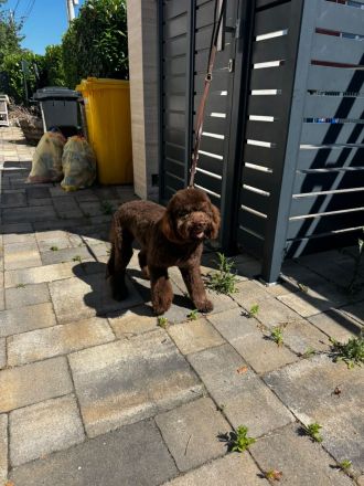 Lagotto Romagnolo Rüde Bobby – familienfreundlich, sozialisiert, mit EU-Heimtierausweis