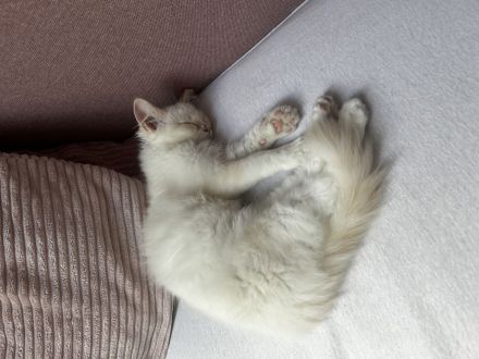 Ragdoll Kater 16 Wochen abzugeben.