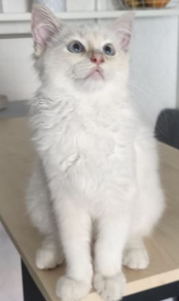 Ragdoll Kater , 16 Wochen alt mit Stammbaum abzugeben.