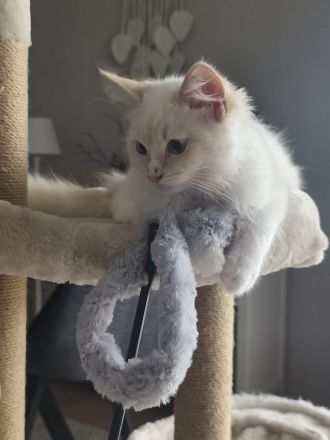 Ragdoll Kater , 16 Wochen alt mit Stammbaum abzugeben.