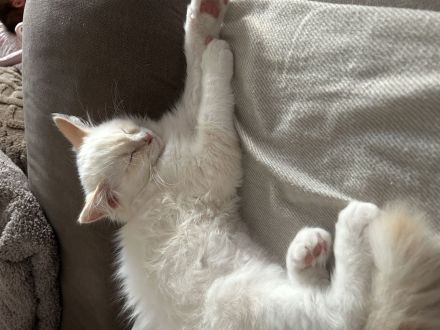 Ragdoll Kater 16 Wochen abzugeben.