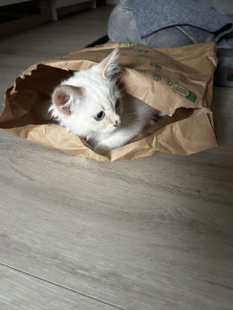 Ragdoll Kater 16 Wochen abzugeben.