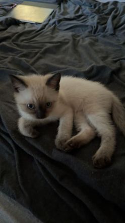 Bkh Kater