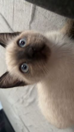 Bkh Kater