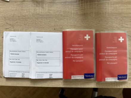 Minka & Molly: Zuckersüße Hauskätzchen (4 Monate) mit EU-Pass, Chip & riesigem Starter-Set inclusive