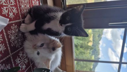 Minka & Molly: Zuckersüße Hauskätzchen (4 Monate) mit EU-Pass, Chip & riesigem Starter-Set inclusive