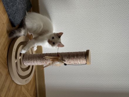 Minka & Molly: Zuckersüße Hauskätzchen (4 Monate) mit EU-Pass, Chip & riesigem Starter-Set inclusive