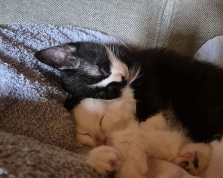 Minka & Molly: Zuckersüße Hauskätzchen (4 Monate) mit EU-Pass, Chip & riesigem Starter-Set inclusive
