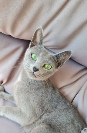 Russisch Blau Kitten