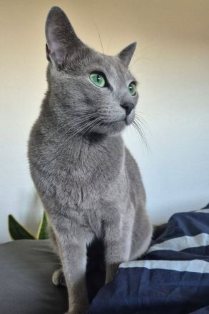 Russisch Blau Kitten