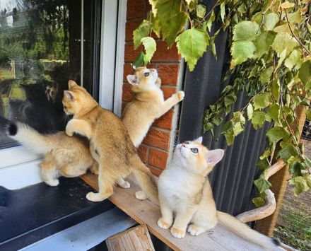 3 Bkh/ Blh Katerchen mit Stammbaum suchen noch ein Zuhause
