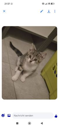 Hauskatze Babykatze