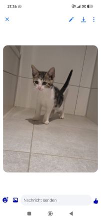 Hauskatze Babykatze