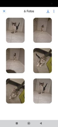 Hauskatze Babykatze
