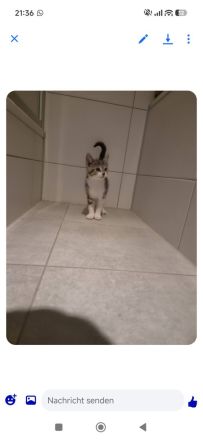 Hauskatze Babykatze