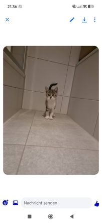 Hauskatze Babykatze