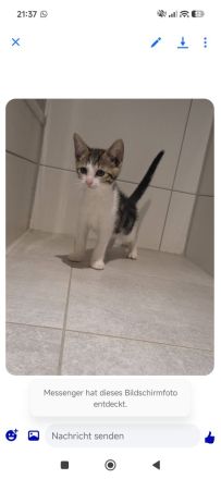 Hauskatze Babykatze
