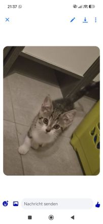 Hauskatze Babykatze