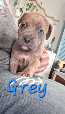 Unsere Welpen suchen ab November ihre Familien