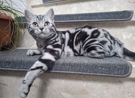 Reinrassige BKH Katze Silver Tabby Classic
