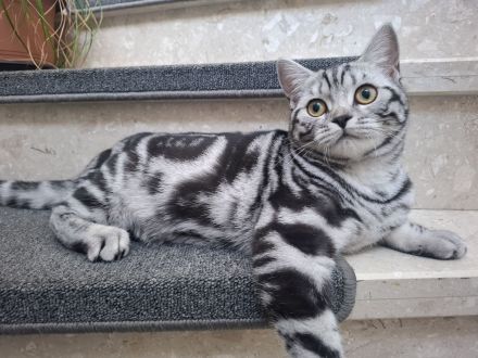 Reinrassige BKH Katze Silver Tabby Classic