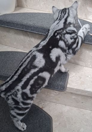 Reinrassige BKH Katze Silver Tabby Classic