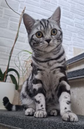 Reinrassige BKH Katze Silver Tabby Classic