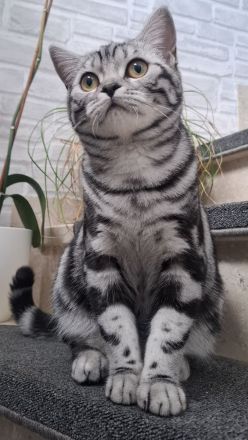 Reinrassige BKH Katze Silver Tabby Classic