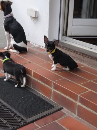 Jack Russel Mixwelpen