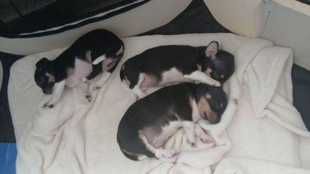 Jack Russel Mixwelpen