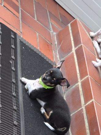Jack Russel Mixwelpen