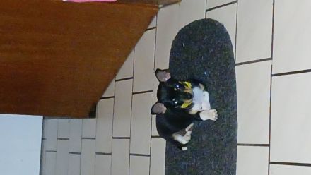Jack Russel Mixwelpen