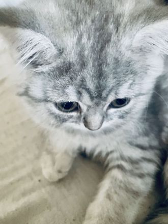 Kuschelwuschel BKH Kitten