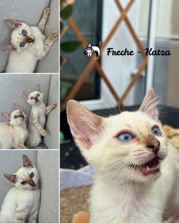 ❤️ Wunderschöne Bengal Kitten – Snow & Brown – liebevoll in der Familie aufgewachsen 🐆