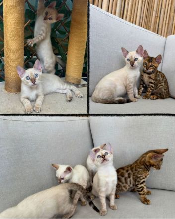 ❤️ Wunderschöne Bengal Kitten – Snow & Brown – liebevoll in der Familie aufgewachsen 🐆