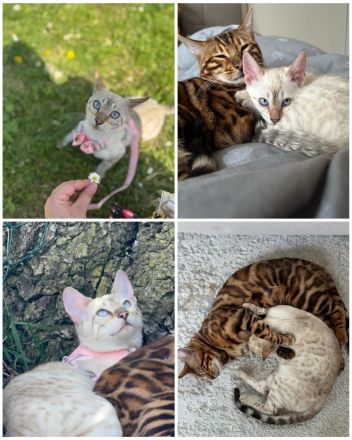 ❤️ Wunderschöne Bengal Kitten – Snow & Brown – liebevoll in der Familie aufgewachsen 🐆