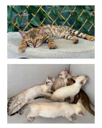 ❤️ Wunderschöne Bengal Kitten – Snow & Brown – liebevoll in der Familie aufgewachsen 🐆