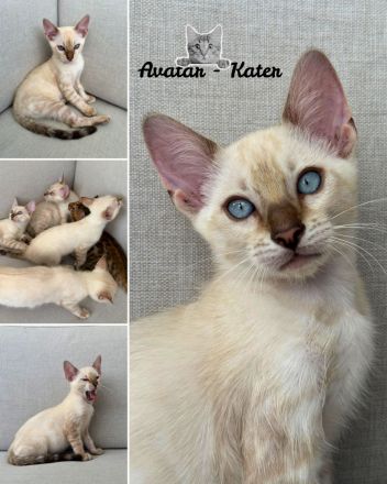 ❤️ Wunderschöne Bengal Kitten – Snow & Brown – liebevoll in der Familie aufgewachsen 🐆
