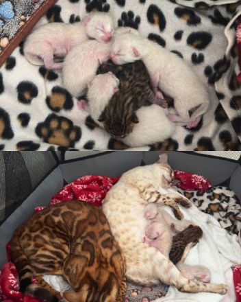 ❤️ Wunderschöne Bengal Kitten – Snow & Brown – liebevoll in der Familie aufgewachsen 🐆