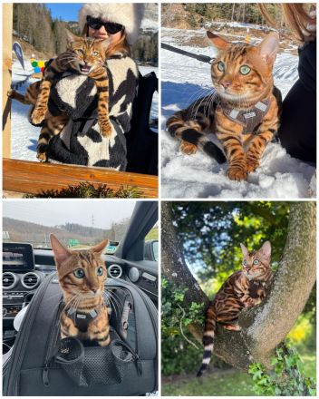 ❤️ Wunderschöne Bengal Kitten – Snow & Brown – liebevoll in der Familie aufgewachsen 🐆