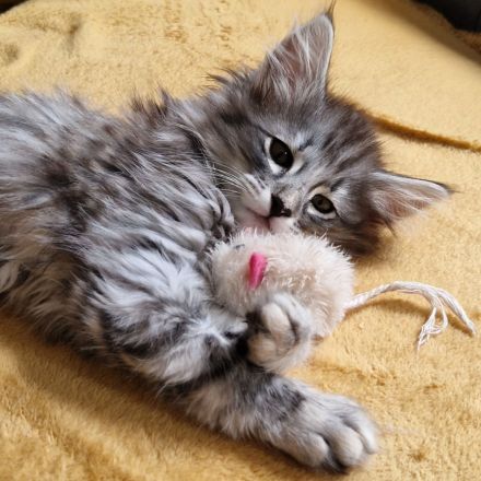 Norwegisches Waldkatzenkitten sucht liebevolles Zuhause