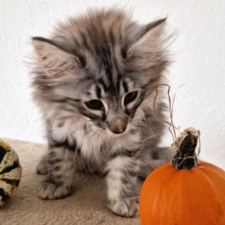Norwegisches Waldkatzenkitten sucht liebevolles Zuhause