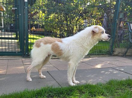 Blue, liebe Hündin, die gerne auf ihren ersten gute Erfahrungen mit Menschen aufbauen will, 1J, 36cm