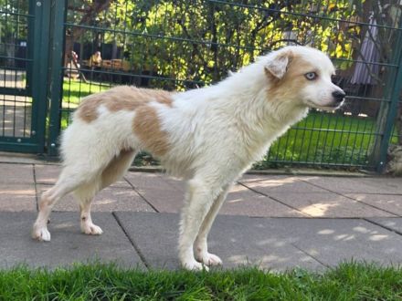 Blue, liebe Hündin, die gerne auf ihren ersten gute Erfahrungen mit Menschen aufbauen will, 1J, 36cm