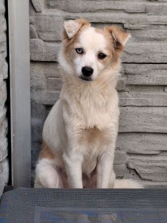 Blue, liebe Hündin, die gerne auf ihren ersten gute Erfahrungen mit Menschen aufbauen will, 1J, 36cm