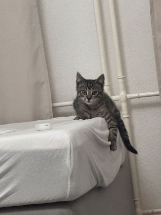 Grau gefleckter junger Hauskater sucht ein Zuhause