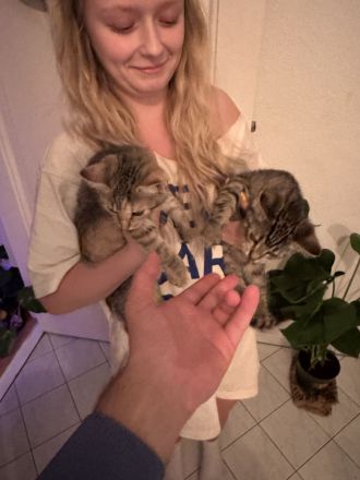 Grau gefleckter junger Hauskater sucht ein Zuhause