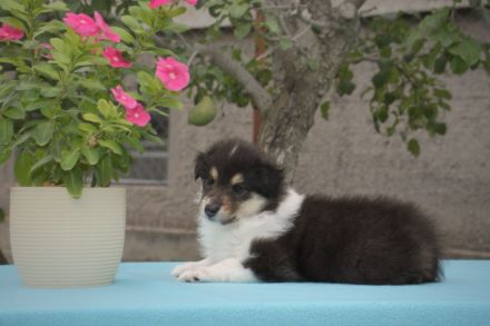 Collie Rough